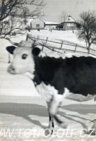 Sníh na Soláni s krávou